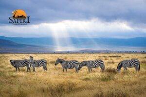 ngorongoro- Explore Our Premier Destinations | Safiri Tours & Travels - Tanzania