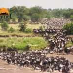 serengeti : Explore Our Premier Destinations | Safiri Tours & Travels - Tanzania